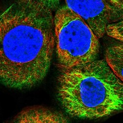 BASC4 Antibody, Novus Biologicals:Antibodies:Primary Antibodies
